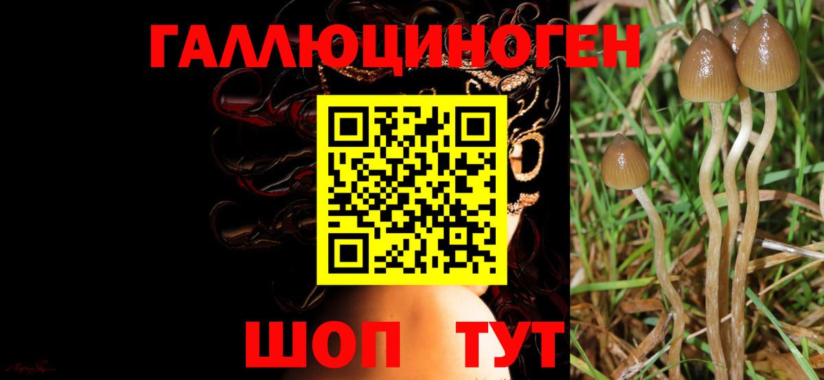 Галлюциногенные грибы GOLDEN TEACHER  Вход с VPN  Заводоуковск  купить наркотик  Галлюциногенные грибы Cubensis 